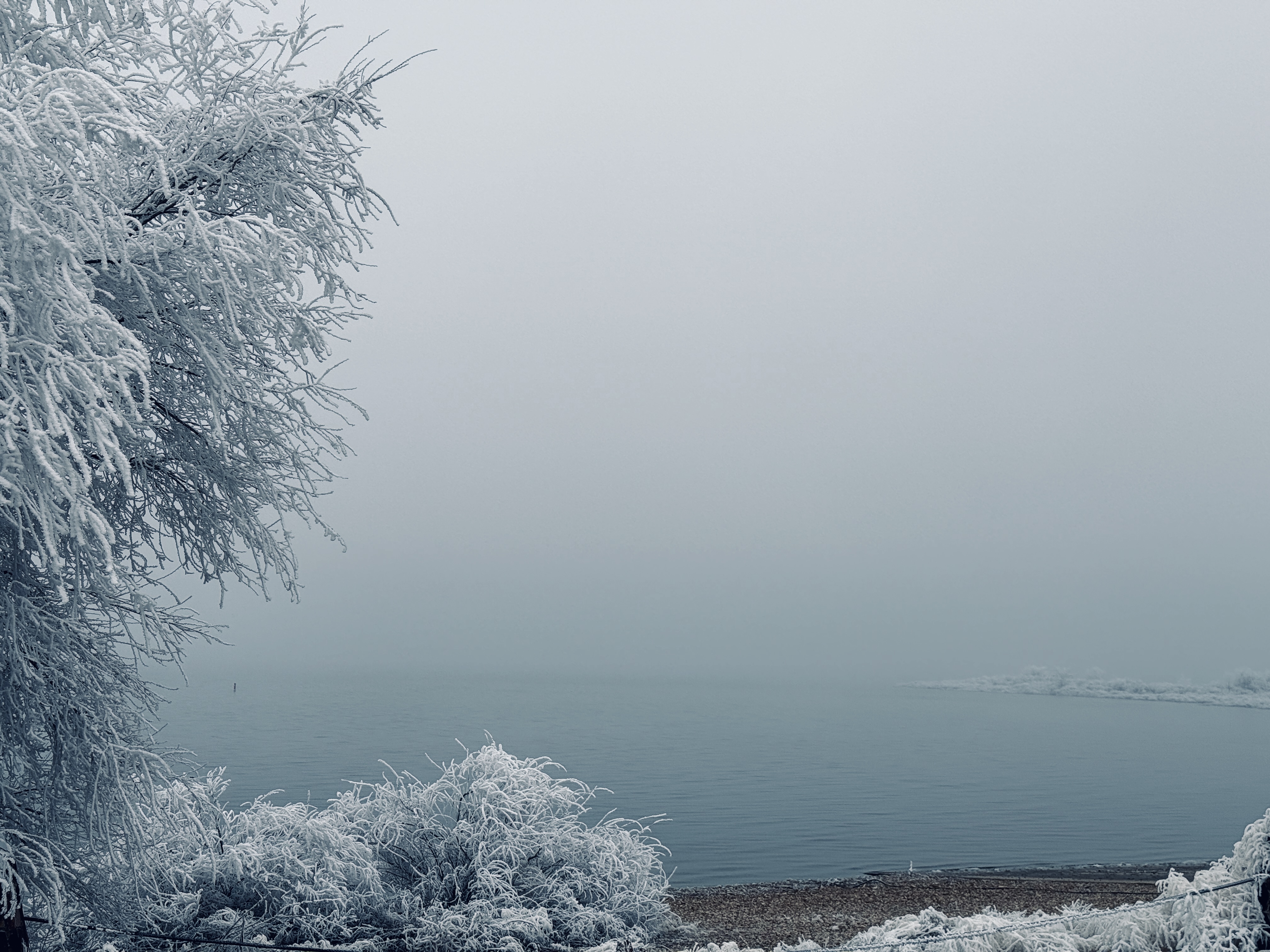 Frost-covered branches overlooking the misty lake at Deer Flat