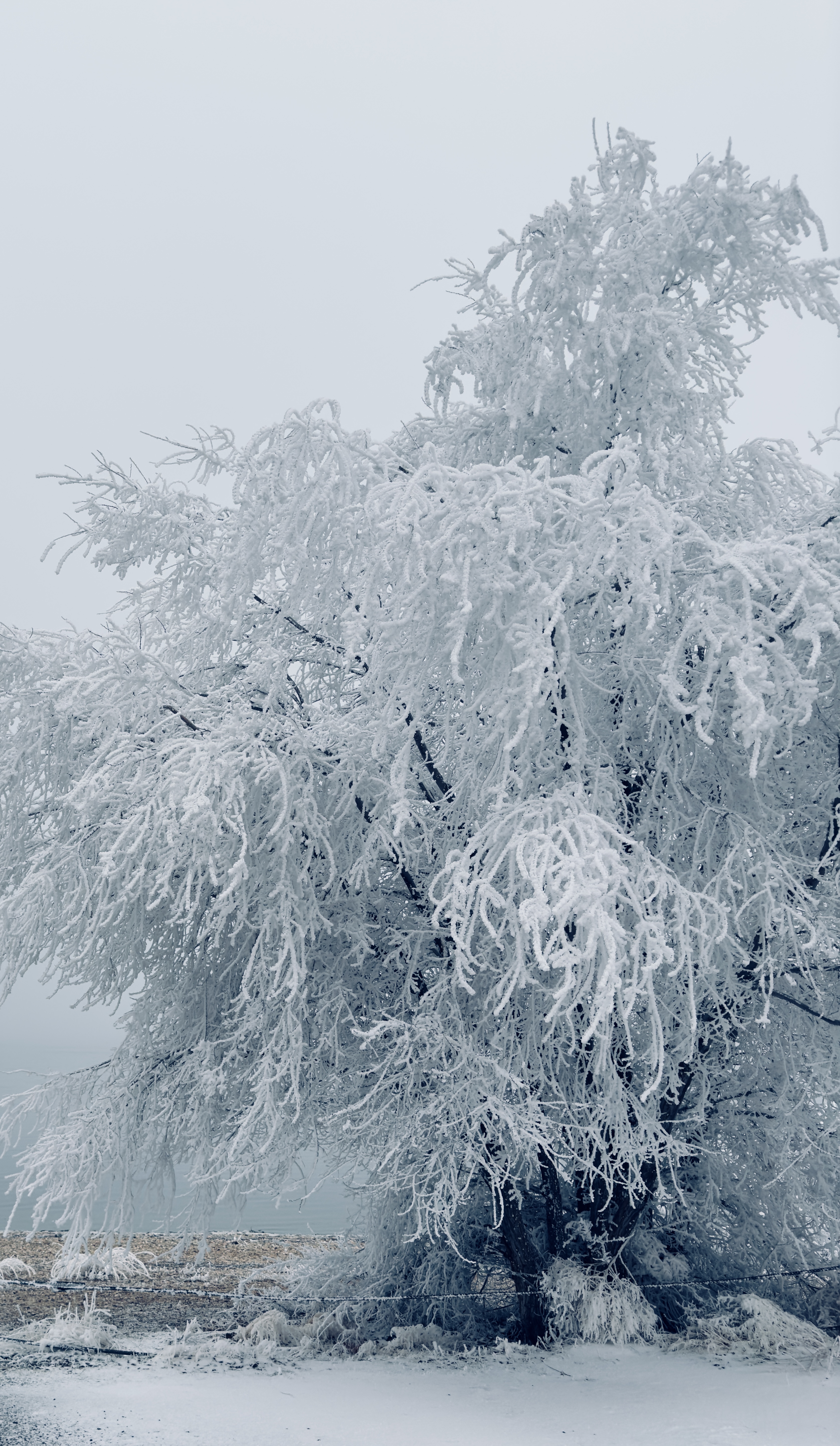 A tree covered in white frost beside the lake at Deer Flat