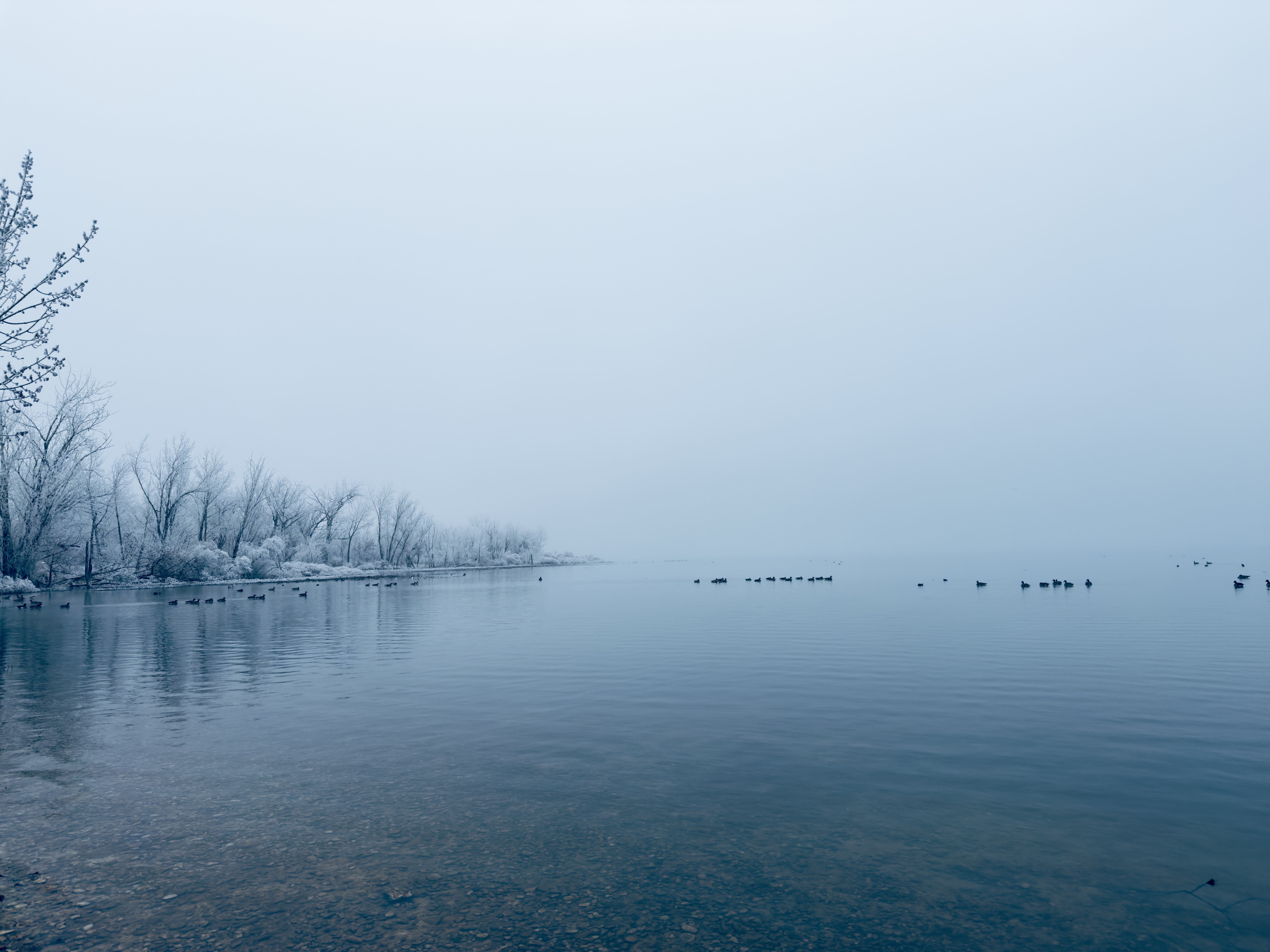 Waterbirds on a misty lake beside a frosted shoreline at Deer Flat