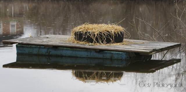 Nest — photograph 6