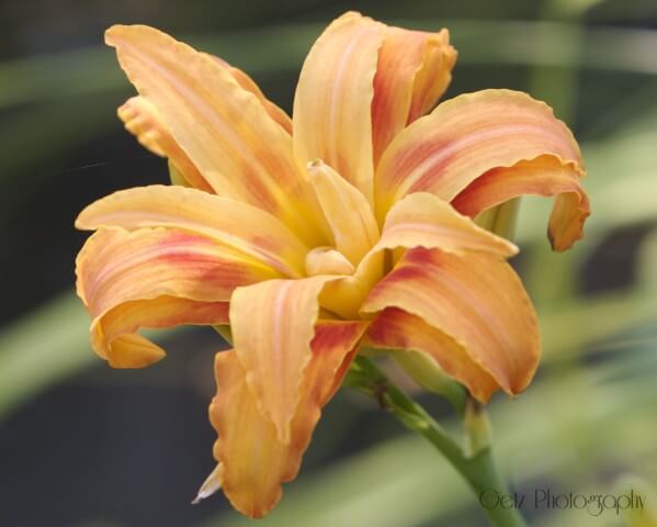 Flora — photograph 2