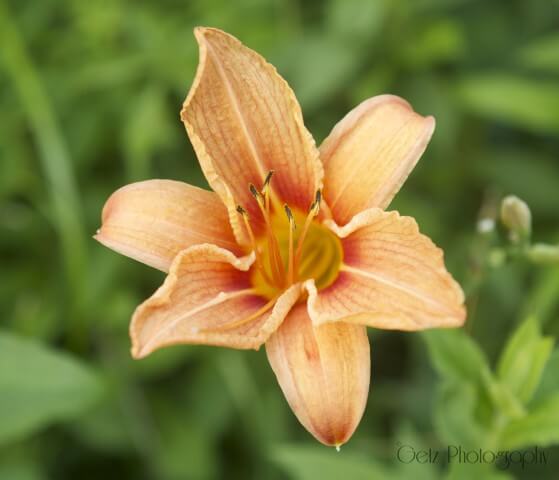 Flora — photograph 3