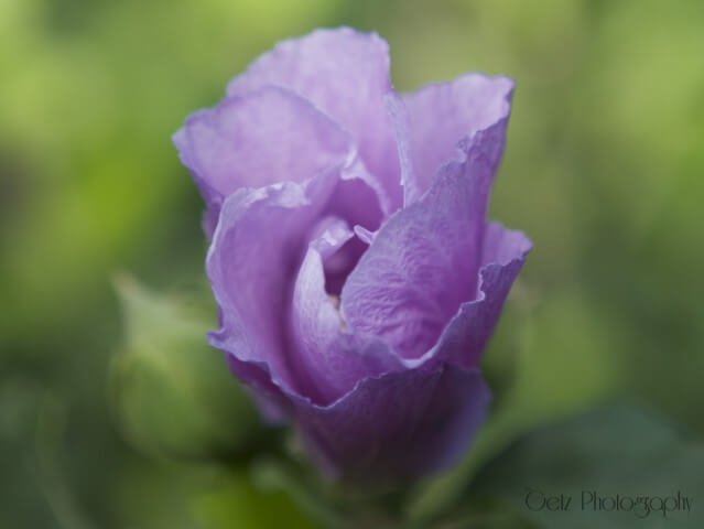 Flora — photograph 1