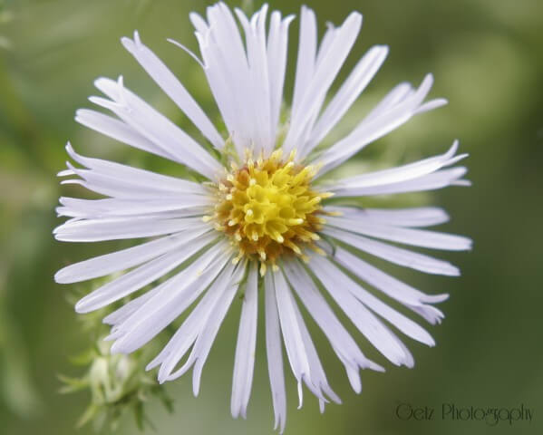 Flora — photograph 4