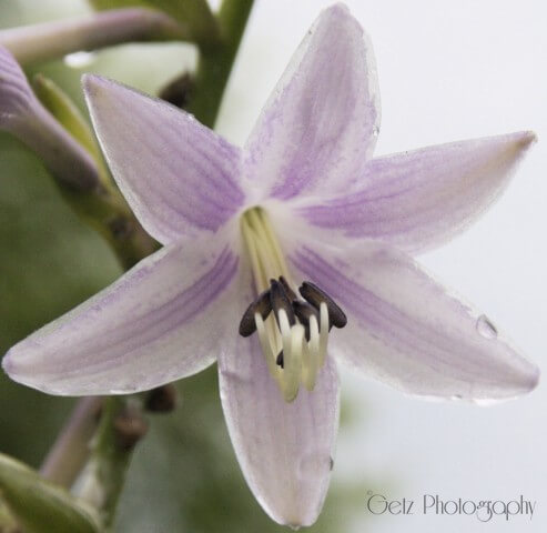 Flora — photograph 6