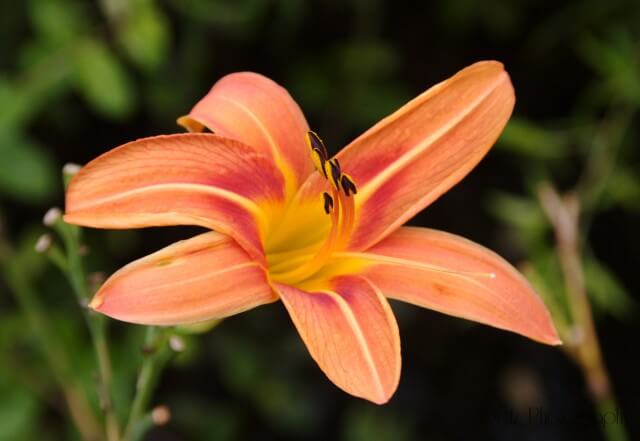 Flora — photograph 7