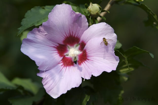 Flora — photograph 8