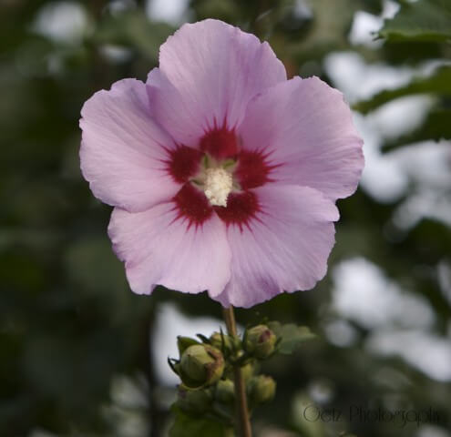Flora — photograph 9