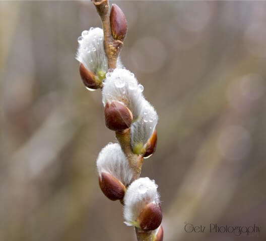 Flora — photograph 10