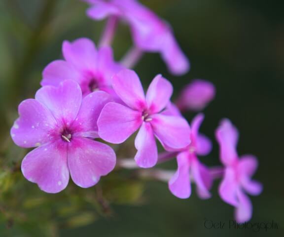 Flora — photograph 11