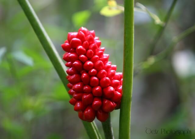 Flora — photograph 12