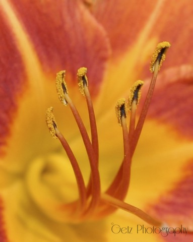 Flora — photograph 13