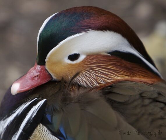 Birds — photograph 1