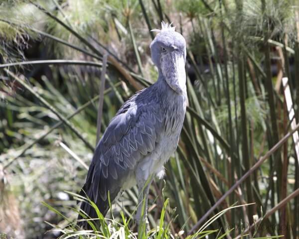 Birds — photograph 2