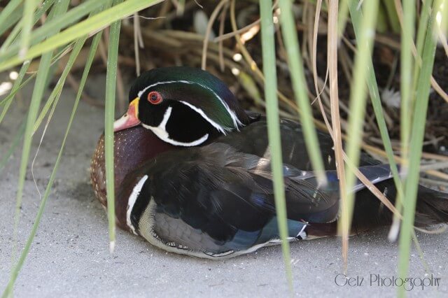 Birds — photograph 4