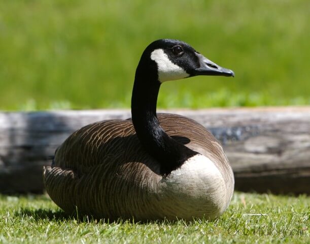 Birds — photograph 7