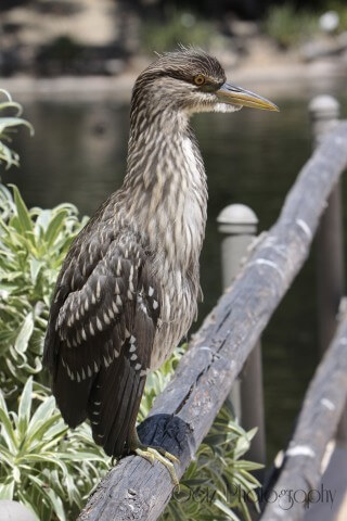 Birds — photograph 8
