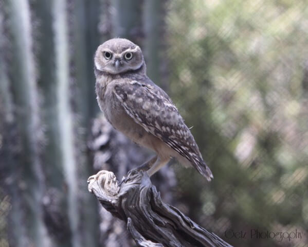 Birds — photograph 9