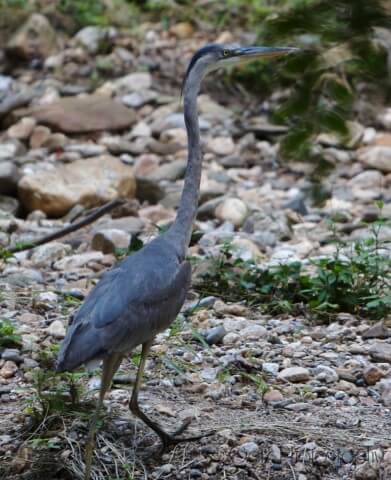 Birds — photograph 10