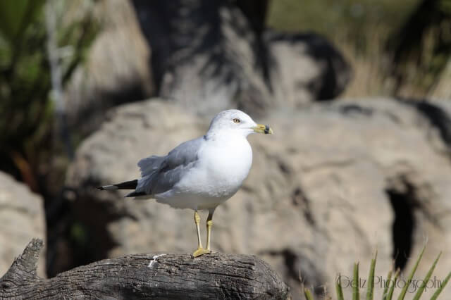 Birds — photograph 11