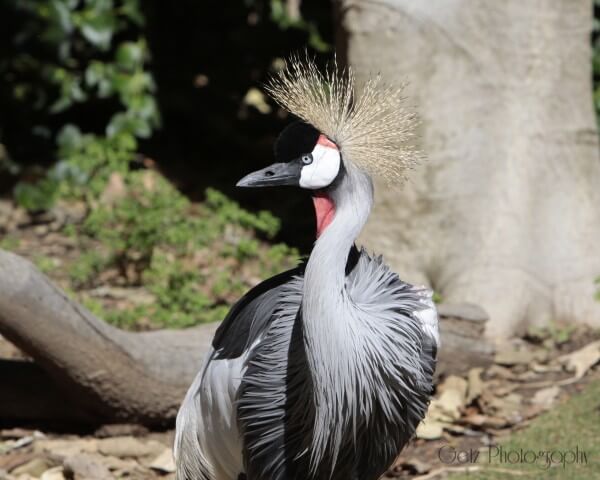 Birds — photograph 12