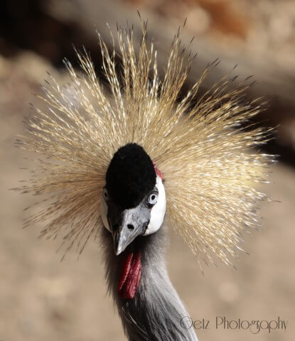 Birds — photograph 14
