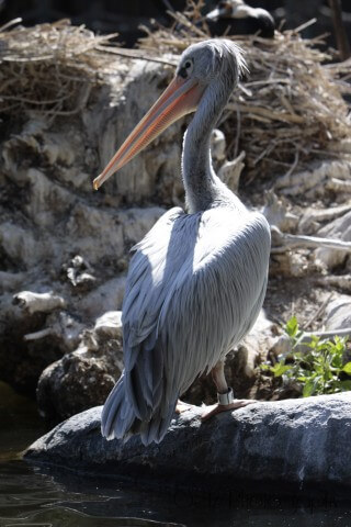 Birds — photograph 15