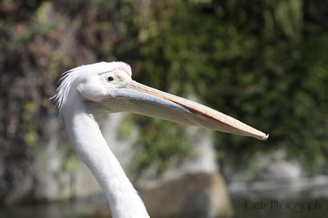 Birds — photograph 17