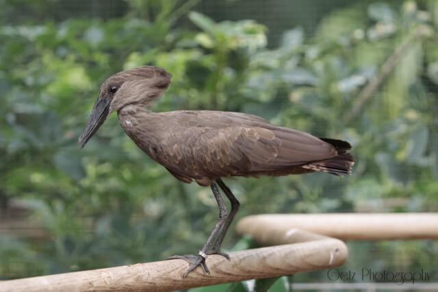Birds — photograph 18