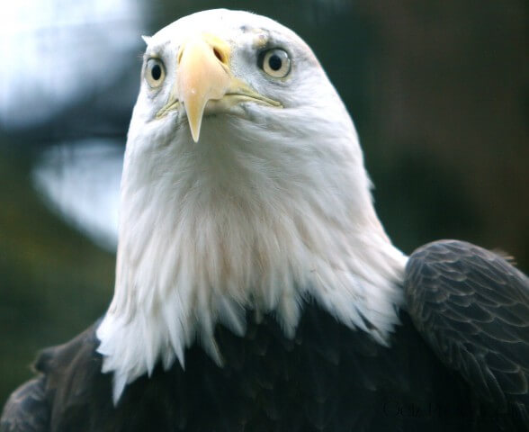 Birds — photograph 23