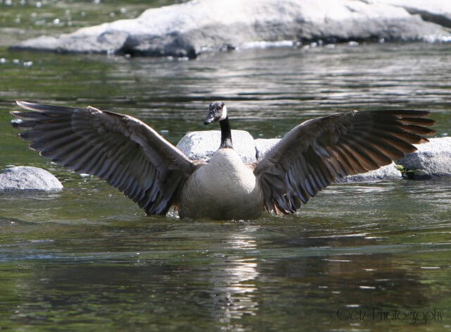 Birds — photograph 24