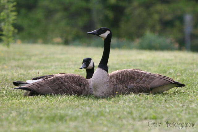 Birds — photograph 25