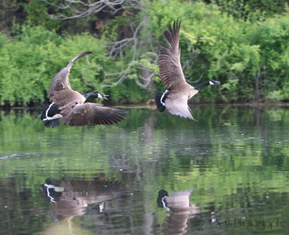 Birds — photograph 26