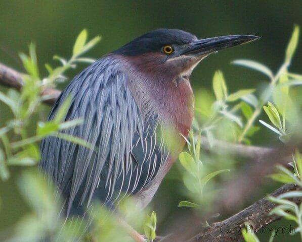 Birds — photograph 27
