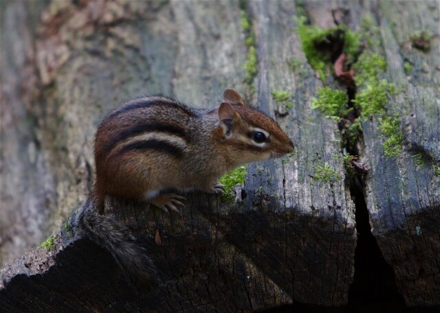Wildlife — photograph 2