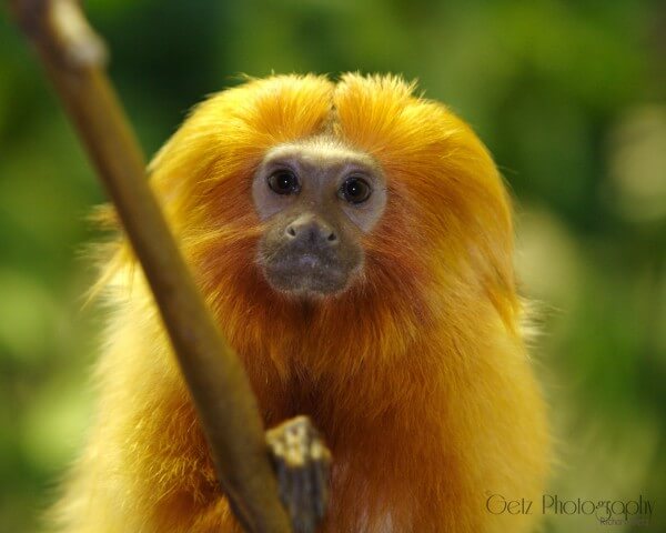 Wildlife — photograph 3
