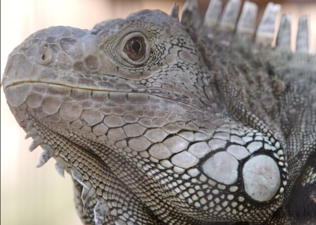 Wildlife — photograph 4