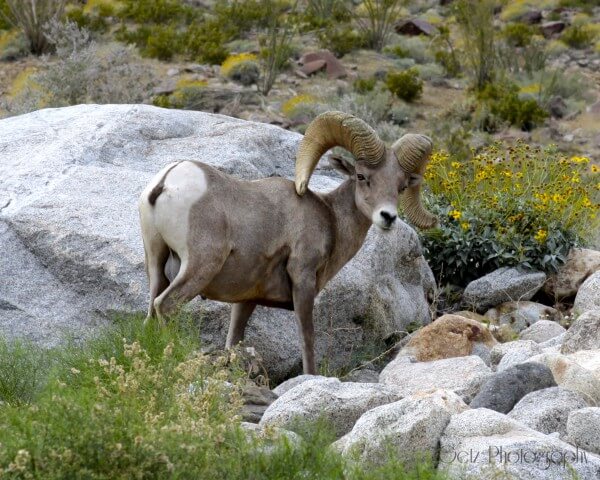 Wildlife — photograph 5