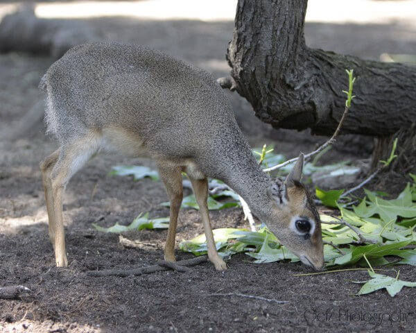 Wildlife — photograph 6