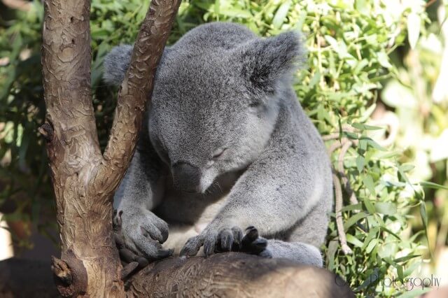 Wildlife — photograph 7