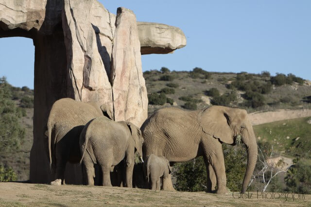 Elephants at San Diego Zoo Safari — photograph 1
