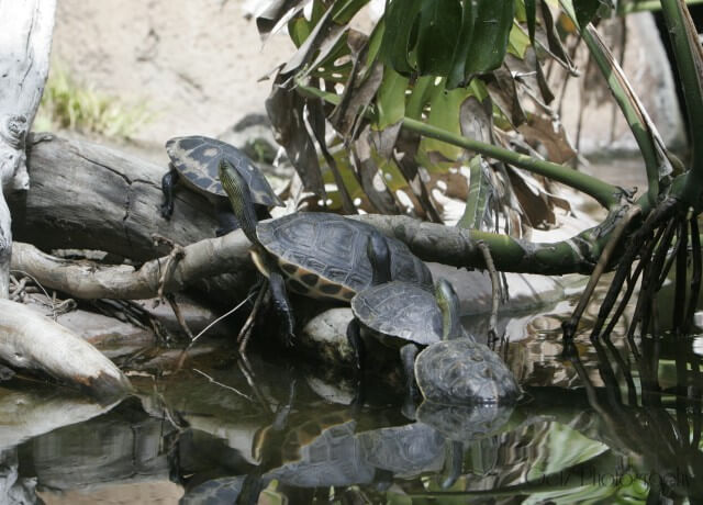 Wildlife — photograph 8