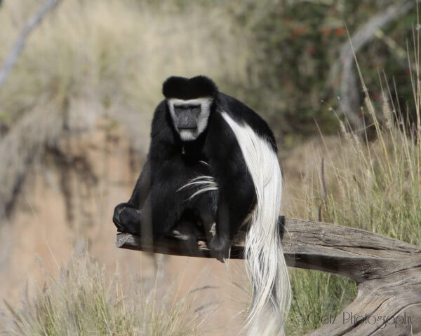 Wildlife — photograph 9