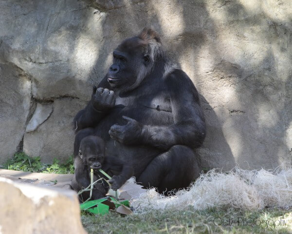 Wildlife — photograph 10
