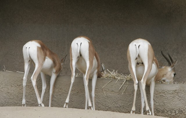 Wildlife — photograph 11