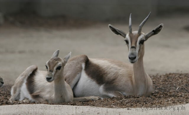 Wildlife — photograph 12