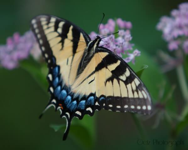 Wildlife — photograph 13