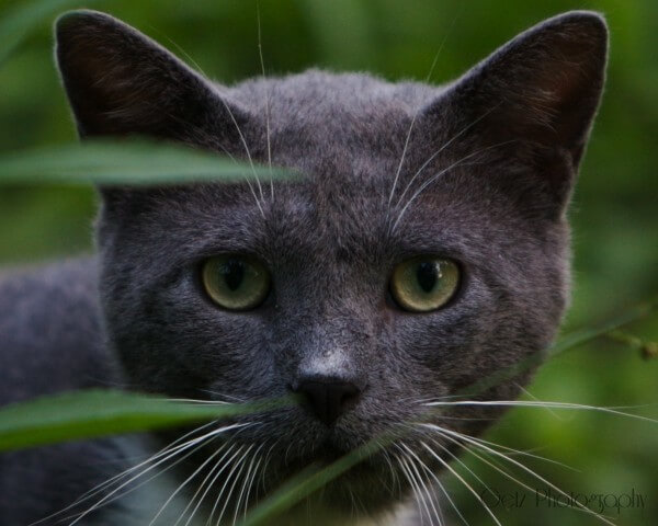 Wildlife — photograph 14