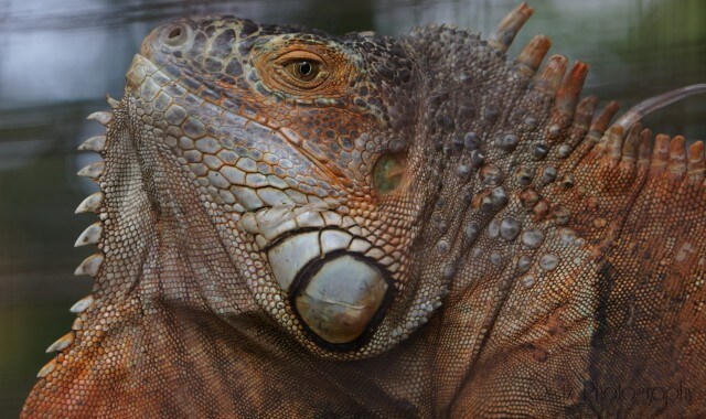 Wildlife — photograph 15