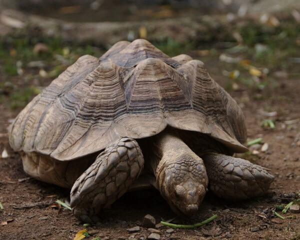 Wildlife — photograph 16